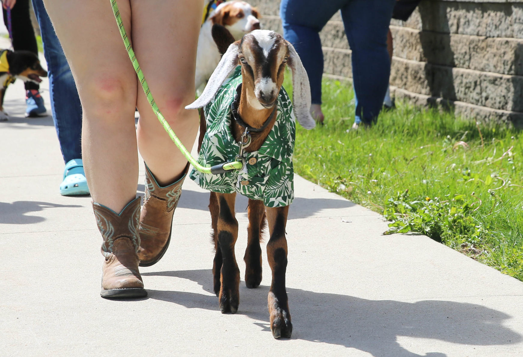Pet parade at Good Shepherd (6).jpg